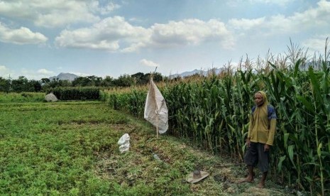 Macan tutul masuk ke kebun jagung.