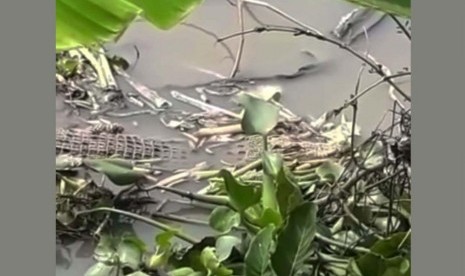 Buaya sepanjang 1,5 meter terlihat di Sungai Candi Sidoarjo.