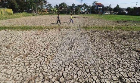  Kekeringan di lahan pertanian