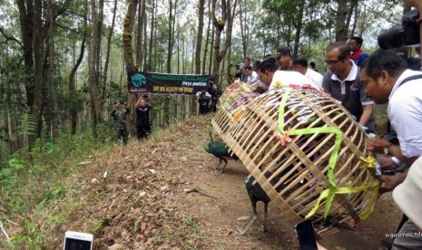 Seekor elang jawa dan enam merak hijau dilepasliarkan.