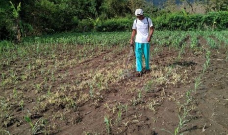 Hama ulat menyerang ladang jagung petani Ponorogo.