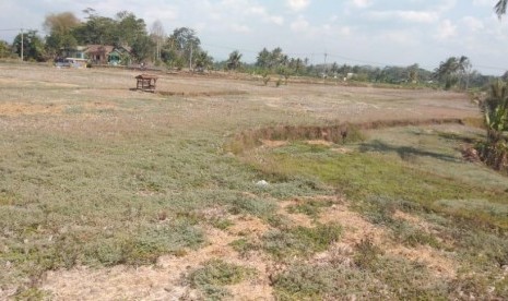  Sawah kekeringan di Kabupaten Tasik