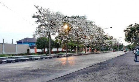 Seperti Surabaya, Tabebuya Bermekaran di Sidoarjo