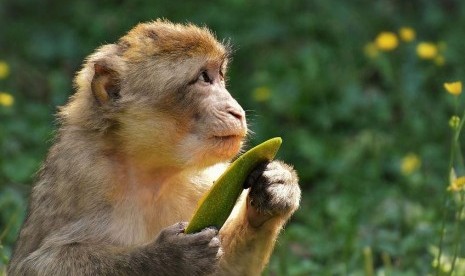 Serangan Monyet: Monyet Serang Perkebunan Warga di Nangewer Tasik, Ada Apa? 