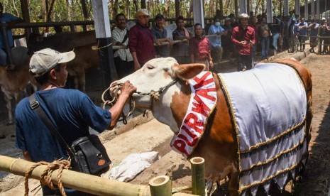  Peternakan sapi di Purwakarta