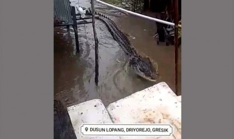 Video buaya diberi makan viral.