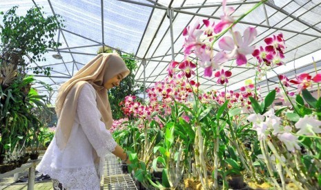 Menengok Budidaya Anggrek di Eks Lokalisasi Sememi