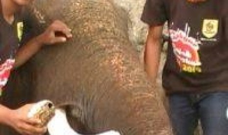  Gajah koleksi WGM Wonogiri, Panamtu, ketika dipotong gadingnya, beberapa waktu lalu.