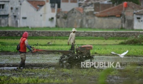 Rice fields in densely populated areas in Buah Batu District, Bandung, West Java.