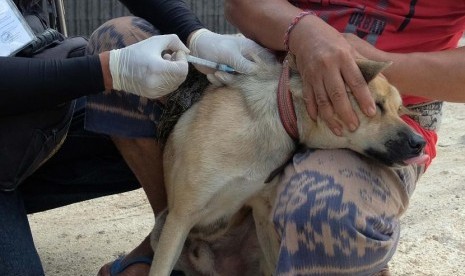 Petugas menyuntikkan vaksin anti rabies pada anjing dalam kegiatan vaksinasi di Denpasar, Bali, Senin (1/4/2019).