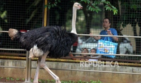 Wisata Ragunan. Kebun binatang Ragunan akan buka kembali setelah tutup sekitar tiga bulan. Ilustrasi.