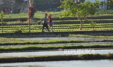 Warga Denpasar berjalan di lintasanjogging di pematang sawah kawasan terbuka hijau Subak Sembung, Denpasar, Bali. Google Doodle mengangkat ilustrasi Subak Bali pada Senin, (29/6/2020).