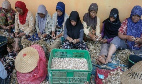 Sejumlah buruh mengupas kulit bawang putih di Bawang, Batang, Jawa Tengah, Kamis (6/9).