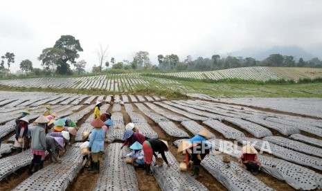 Petani menanam bawang putih (ilustrasi).