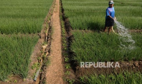 Sentra Bawang Yogyakarta. Petani merawat tanaman bawang merah di Kertek, Parangtritis, Bantul, Yogyakarta, Rabu (7/8/2019).