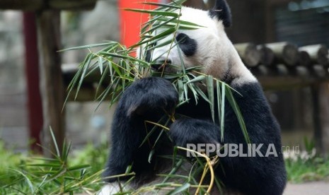 Panda Raksasa Hu Chun memakan bambu saat kunjungan resmi Pemerintah RRT ke Istana Panda Indonesia di Taman Safari Cisarua, Jawa Barat, Ahad (26/11).