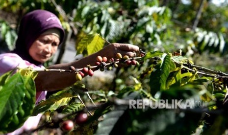 Budidaya Kopi Gunung Merapi. 