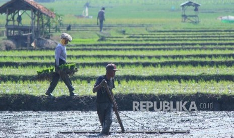 Sejumlah petani sedang menyiapkan lahan di sawahnya untuk ditanami padi di musim gadu, di pinggiran Jalan Soekarno Hatta, Kota Bandung, Senin (11/6).