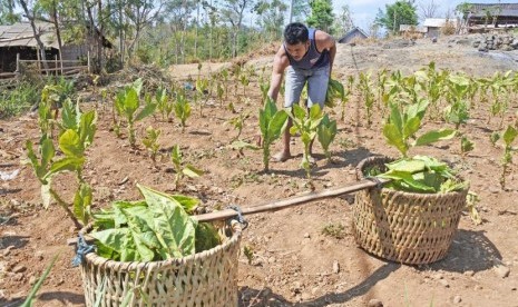 Warga memetik daun tembakau di Desa Kayumas, Arjasa, Situbondo, Jawa Timur, Kamis (14/9/2019).