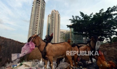 Sejumlah hewan ternak mencari makan di tempat pembuangan sampah di kawasan Cipete, Jakarta, Jumat (15/2).