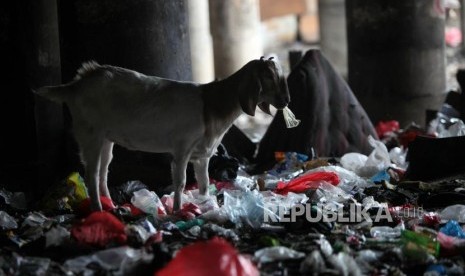 [Ilustrasi] Seekor kambing mencari makan ditumpukan sampah di bawah Jalan Tol Ir. Wiyoto Wiyono Tanjung Priok, Jakarta Utara.