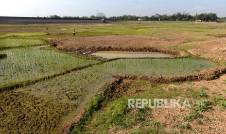 Lahan pertanian warga  yang mengering. 