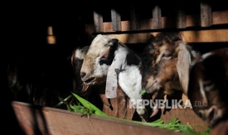 Peternak memberikan pakan pada kambing (ilustrasi)