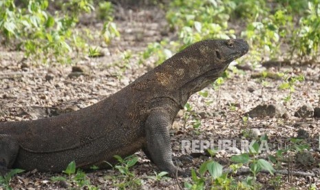 Komodo berada dihabitat asliya di Pulau Komodo, Taman Nasional Komodo, Nusa Tenggara Timur, Sabtu (9/12).