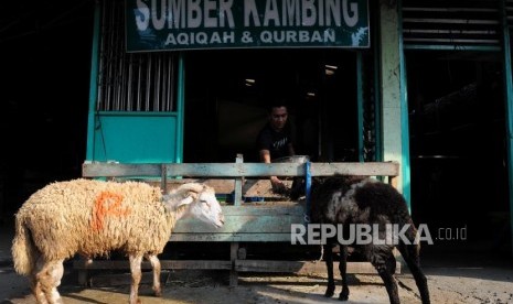 Pekerja memberikan makan untuk kambing di kawasan Klender, Jakarta, Ahad (1/7).