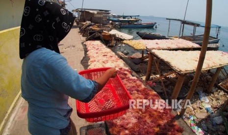 Rumput laut, bisa menjadi salah satu bahan baku untuk menghasilkan produk farmakologi laut (ilustrasi) 