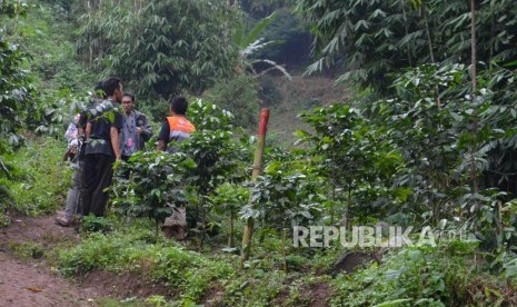 Kebun kopi. (ilustrasi)