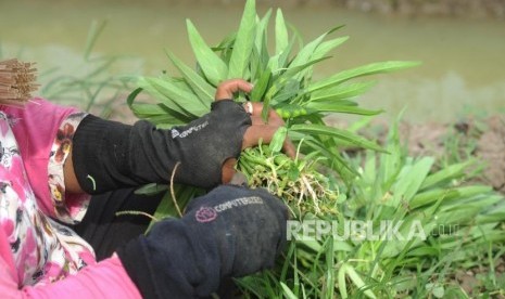 Petani memetik kangkung saat panen di Kawasan Bandara Soekarno Hatta, Tangerang, Banten, Kamis (28/12).