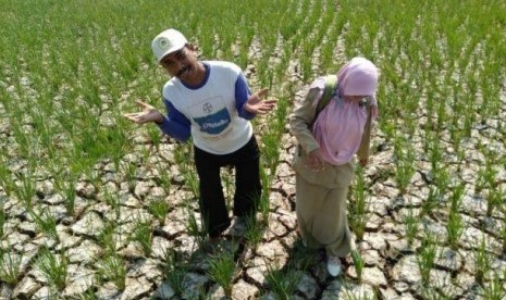 Kekeringan Ekstrem Masih Akan Landa Indramayu, Cirebon, dan Majalengka