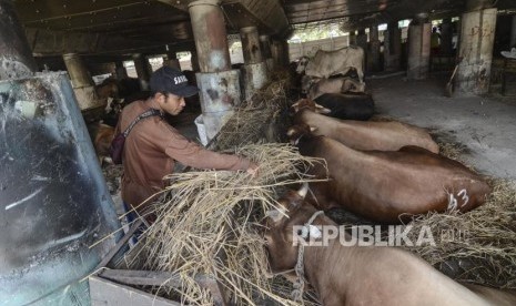 Peternak diimbau menjaga dan mewaspadai pencuri hewan ternak menjelang Hari Raya Qurban. Foto, peternak memberi makanan sapi untuk qurban (ilustrasi)