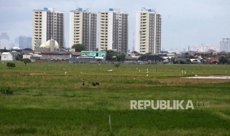 Petani membajak sawah di lahannya. 