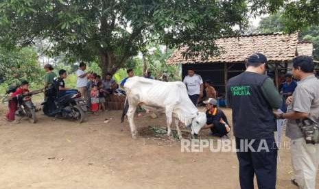 Dompet Dhuafa, kirim seekor sapi bagi warga korban konflik agraria di Kampung Pasir Ipis, Desa Margakarya, Kecamatan Telukjambe Barat, Karawang, Kamis (23/8).