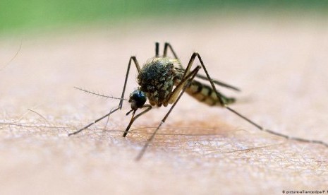 Waspada Parasit Malaria Resisten Obat di Asia Tenggara