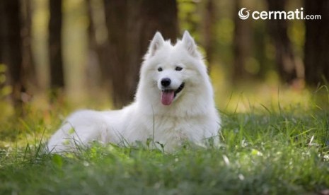 Bisa Seharga satu Buah Mobil, Ini Dia 10 Ras Anjing Termahal di Dunia