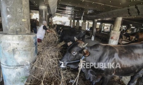 Hewan Qurban Jokowi untuk Parigi Moutong Berbobot 964 Kg. Ilustrasi