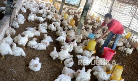 Peternak Ayam Merugi. Peternak memeriksa pakan ayam broiler di Bantul, Yogyakarta, Kamis (27/6/2019).