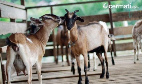 Ingin Beli Hewan Qurban Online? Cek Dulu Harga dan Tempatnya