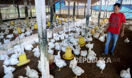 Peternak ayam merugi. Peternak memeriksa pakan ayam broiler di Bantul, Yogyakarta, Kamis (27/6/2019).