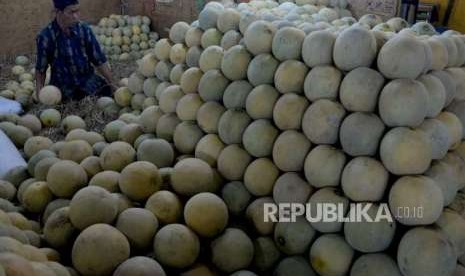 Pedagang memilah buah melon (ilustrasi).