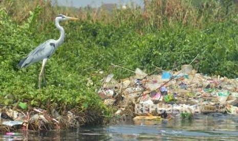 Seekor burung pecuk hinggap di dekat tumpukan sampah di perairan Teluk Jakarta, Jakarta Utara (ilustrasi).