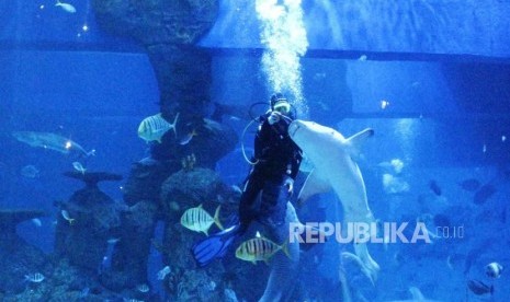 Jakarta Aquarium. Mermaid Show akan menghadirkan putri duyung sebagai pengibar bendera merah putih.