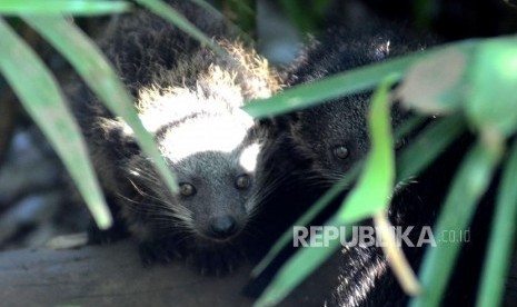 Dua bayi binturong (arctictis binturong) berumur 40 hari bersembunyi di semak-semak di kandang Binturong Kebun Binatang Bandung, Kamis (12/1).