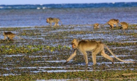 Sekelompok monyet ekor panjang (macaca fascicularis) berada di Pantai Bama, Baluran, Situbondo, Jawa Timur.