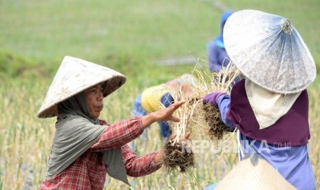 Panen Perdana Bawang Putih. Petani memanen bawang putih di sentra baru pengembangan bawang putih, Desa Taman Sari, Banyuwangi, Jawa Timur, Kamis (22/3).