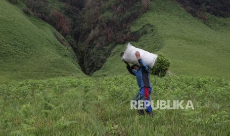 Satuwan warga sekitar membawa pakan ternak berlatar pegunungan sumber mata air di desa Gentong, Sukapura, Probolinggo, Jawa Timur, Senin (27/11).