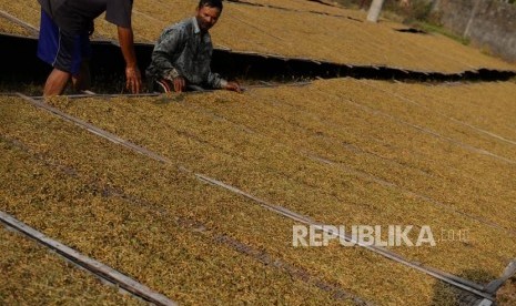 Panen Pertama Tembakau. Pekerja memeriksa kekeringan daun tembakau saat penjemuran di Muntilan, Jawa Tengah, Rabu (21/8).